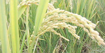 水稻养花可以断水了吗