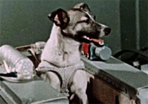 62年前,苏联将一只3岁的小狗送入太空,它至今还在地球轨道流浪