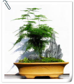 文竹是什么植物,文竹适合放办公桌左面吗？