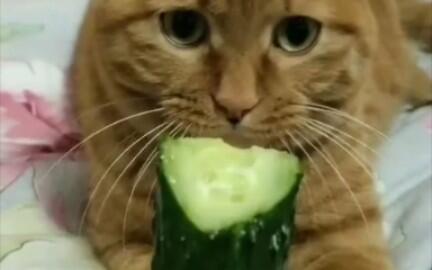 爱吃黄瓜的小猫咪