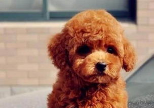南京本地狗场出售泰迪幼犬买狗送用品