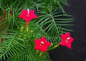 五星花的特点有哪些在什么生长特点,五角星花为什么有花蕾不会开花？