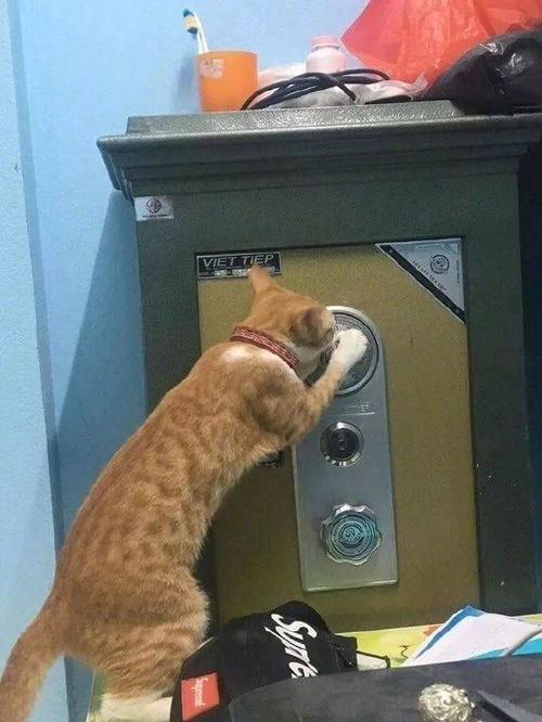 好好的一只猫,非要去破解保险柜密码,结果