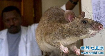 世界上最大的老鼠排行,一米长十八斤重 