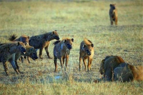 雄狮是怎样从鬣狗群中识别首领的
