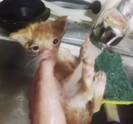 残疾小猫被猫妈妈遗弃,被救以后拼命的要活下去,被它感动到了