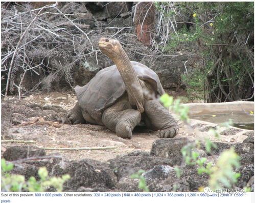 123只象龟在加拉帕戈斯被盗 CITES发出紧急声明 绿会IWT观察
