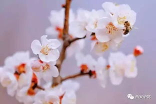 缤纷花季丨春风十里 不如西安周边一场杏花微雨