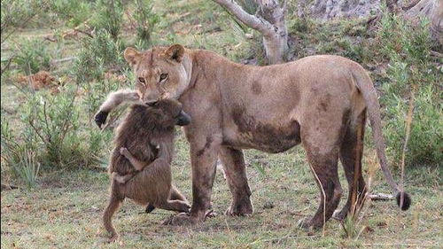 狮子VS狒狒动物间真正的战斗 