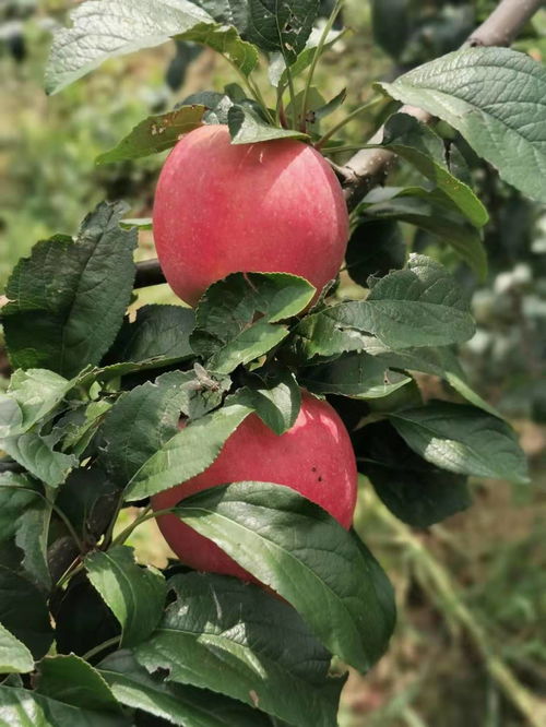 鲁丽苹果苗 人们都叫它 山东蛇果