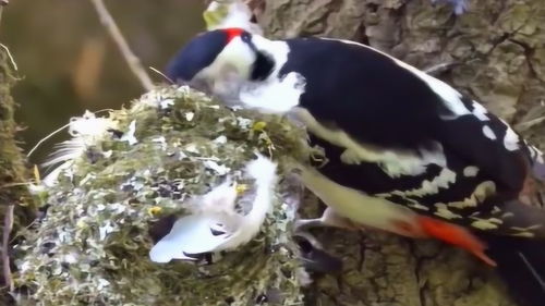 啄木鸟吃虫子救树木是好事,但偷拆人家窝就不对了,怎么教育它 