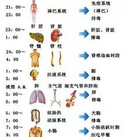 人体排毒时刻表 靠谱吗 