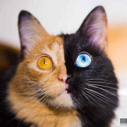 最神奇的 双面猫 ,眼睛异色美如宝石,世间稀有 