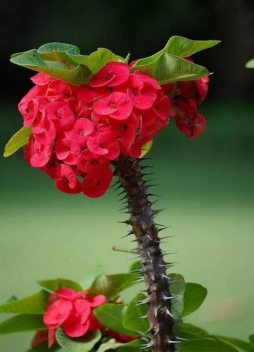 很普通的一种花,养好了颜值也高,一年开到头,花色红艳