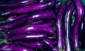 紫色茄子 蔬菜食品图片高清图片免费下载 jpg格式 编号15380459 千图网 