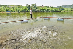 百分之九十的鱼在夏季发这种病,若不科学防范,农民将赔死