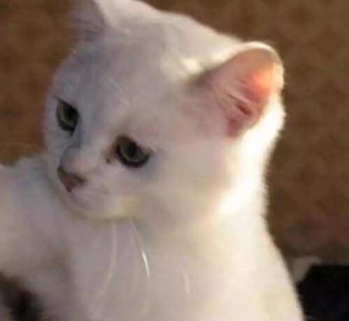 小仙女签收,16张超萌的猫咪闺蜜头像 