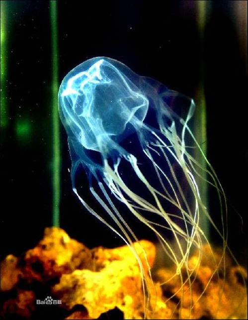深海下让人瞬间死亡的剧毒生物你知道几个