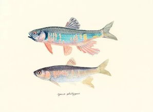 日本东京水彩画家Yusei Nagashima 长嶋祐成 鱼谱绘画欣赏