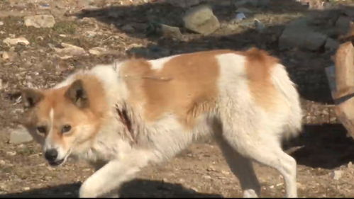 狗狗拖着受伤的身体,引路人去山上,从石头缝里挖出5只小狗
