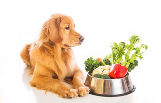 吃什么能让狗狗胖起来 狗狗太瘦原因和解决方案 