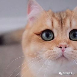 一只自带眼线的橘猫 这自带妆感的大眼睛,很妖艳咯 