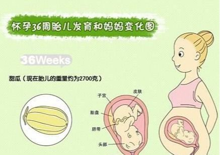 怀孕36周 怀孕36周多了