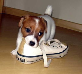 幼犬为什么老是咬鞋子 换了5双拖鞋后,我找出了这些原因