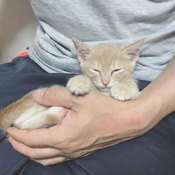小哥哥养了一只小橘猫,一定要在他腿上才睡得着 