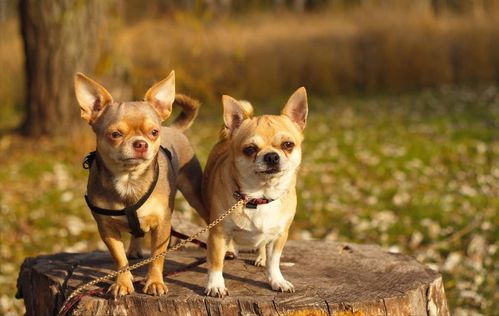 寿命 最长 的3种狗和寿命 最短 的3种狗,有你家狗吗