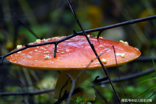 幼儿园老师问孩子为什么不吃蘑菇,小朋友唱道 红伞伞,白杆杆