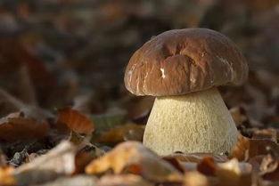 野生牛肝菌怎么看坏了(牛肝菌好坏鉴别)