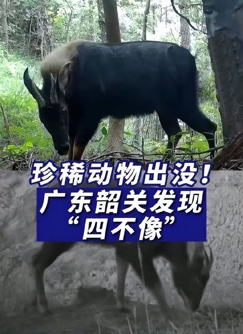 广东韶关发现 天马 ,羊头驴耳有尖角,样子很怪速度极快