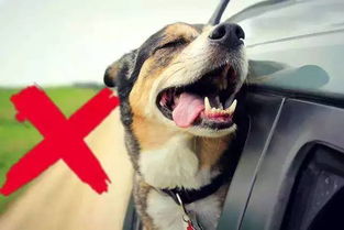 开车撞到狗有什么兆头,如果狗狗有这5个特征，恭喜你，你很有“福气”