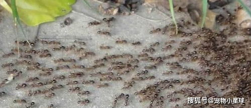 关于蚂蚁的诗句