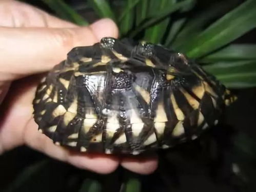 斑点池龟品种？