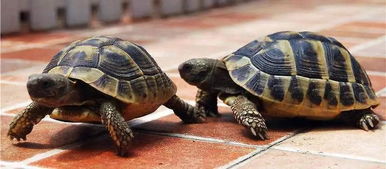 想养一只体型小的陆龟，麻烦各位有什么推荐？