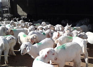 羊快疫病的预防和治疗方法
