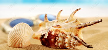 沙滩海螺背景图片免费下载 海报banner 高清大图 千库网 图片编号3661760 