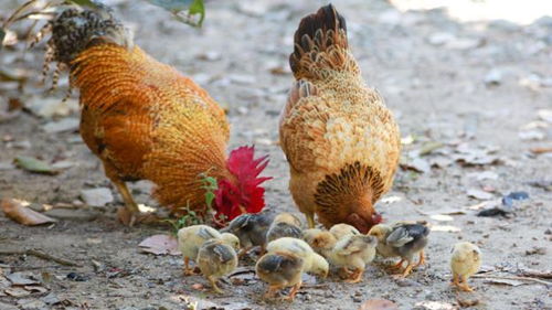 快速让鸡快速催肥增重长冠头如何能养好鸡