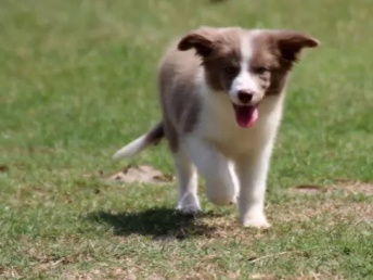 图 郑州哪里有犬舍卖边牧 郑州黑白边境怎么卖 咖啡色边牧 郑州宠物狗 