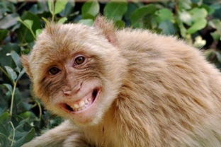 哪种猴子寿命最迟？