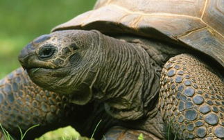 世界上人工饲养年龄最大的乌龟,生于乾隆时期,活过了三位饲养员