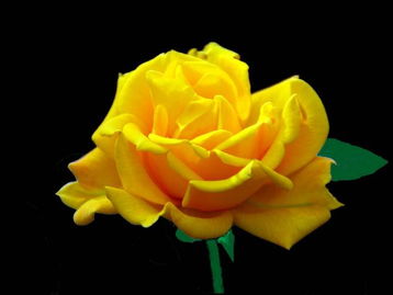 3朵黄玫瑰适合送什么人 黄玫瑰真正的花语