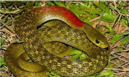 农村经常看到的红蛇是什么蛇 中国常见的红色蛇都有哪些