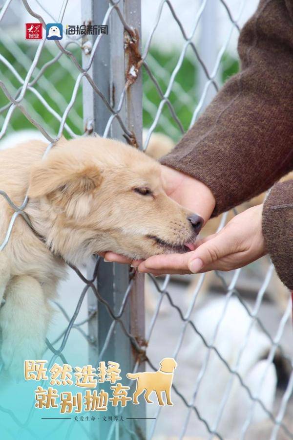 关爱生命 文明养犬,既然选择就别抛弃