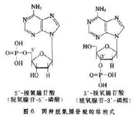 五种核苷酸是哪五种