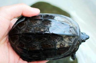 中华草龟哪个种类最好,中华草龟墨龟好还是顶墨好？