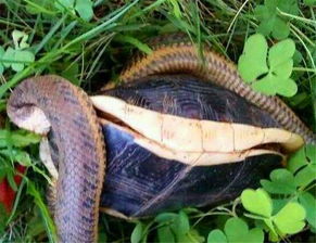 游客在河流边草丛发现龟蛇大战,纷纷打赌谁是胜者