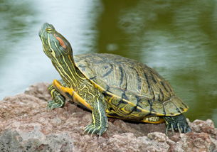 巴西红耳龟是生态杀手,如果家中养一只红耳龟会不会对人体造成危害 